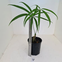 Load image into Gallery viewer, #37 Anthurium Polydactylum - Well rooted cutting