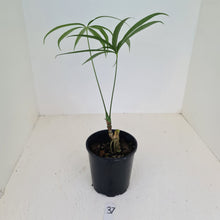Load image into Gallery viewer, #37 Anthurium Polydactylum - Well rooted cutting