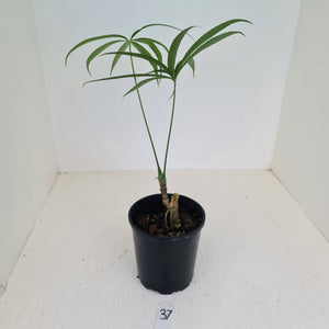 #37 Anthurium Polydactylum - Well rooted cutting