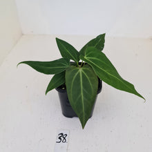 Load image into Gallery viewer, #38 Anthurium Magnificum Hybrid x - 2 x heads