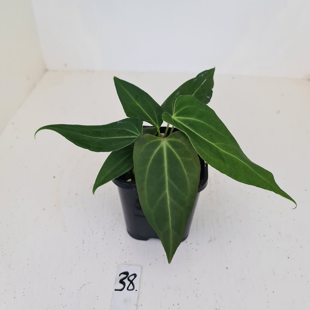 #38 Anthurium Magnificum Hybrid x - 2 x heads