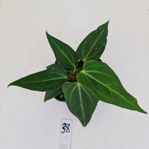 #38 Anthurium Magnificum Hybrid x - 2 x heads