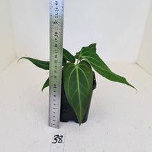 Load image into Gallery viewer, #38 Anthurium Magnificum Hybrid x - 2 x heads