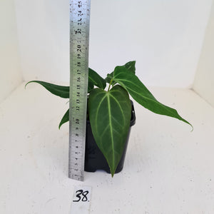 #38 Anthurium Magnificum Hybrid x - 2 x heads