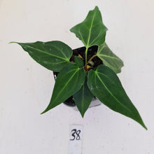 Load image into Gallery viewer, #38 Anthurium Magnificum Hybrid x - 2 x heads