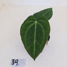 Load image into Gallery viewer, #39 Anthurium Magnificum Hybrid x - Seedling