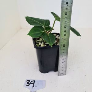 #39 Anthurium Magnificum Hybrid x - Seedling