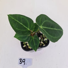 Load image into Gallery viewer, #39 Anthurium Magnificum Hybrid x - Seedling