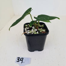 Load image into Gallery viewer, #39 Anthurium Magnificum Hybrid x - Seedling