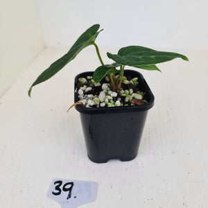 #39 Anthurium Magnificum Hybrid x - Seedling