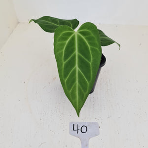 #40 Anthurium Magnificum Hybrid x - Seedling