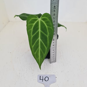 #40 Anthurium Magnificum Hybrid x - Seedling