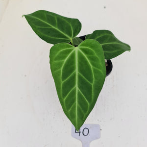 #40 Anthurium Magnificum Hybrid x - Seedling