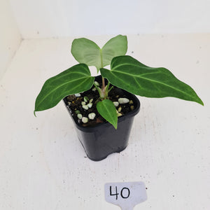 #40 Anthurium Magnificum Hybrid x - Seedling