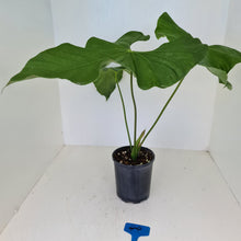Load image into Gallery viewer, #44 Large Anthurium Balaoanum