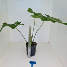Load image into Gallery viewer, #44 Large Anthurium Balaoanum