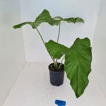 Load image into Gallery viewer, #44 Large Anthurium Balaoanum