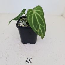 Load image into Gallery viewer, #45 Anthurium Magnificum Hybrid x - Seedling