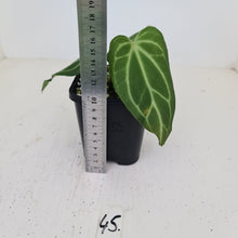 Load image into Gallery viewer, #45 Anthurium Magnificum Hybrid x - Seedling