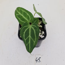 Load image into Gallery viewer, #45 Anthurium Magnificum Hybrid x - Seedling