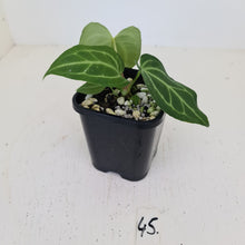 Load image into Gallery viewer, #45 Anthurium Magnificum Hybrid x - Seedling