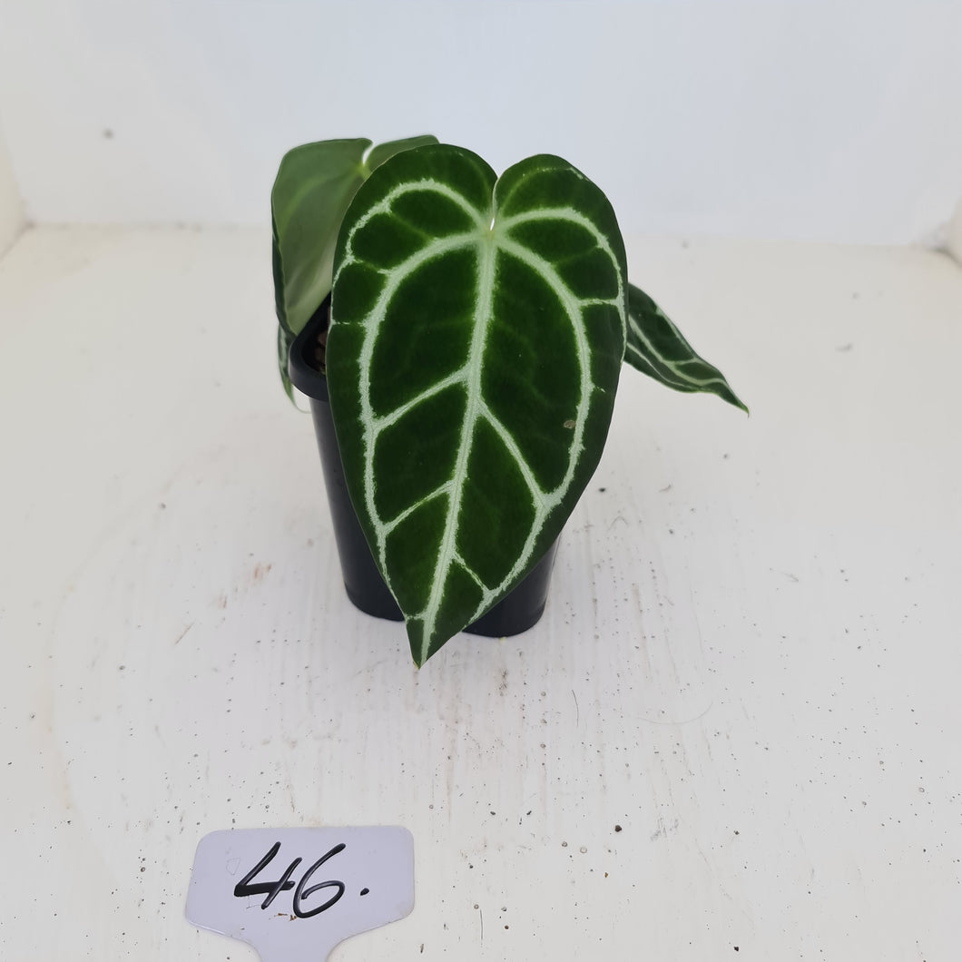 #46 Anthurium Crystallinum Hybrid