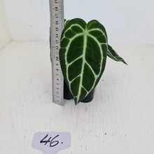 Load image into Gallery viewer, #46 Anthurium Crystallinum Hybrid