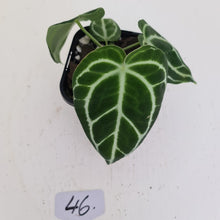 Load image into Gallery viewer, #46 Anthurium Crystallinum Hybrid