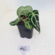 Load image into Gallery viewer, #46 Anthurium Crystallinum Hybrid