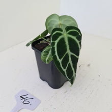Load image into Gallery viewer, #46 Anthurium Crystallinum Hybrid