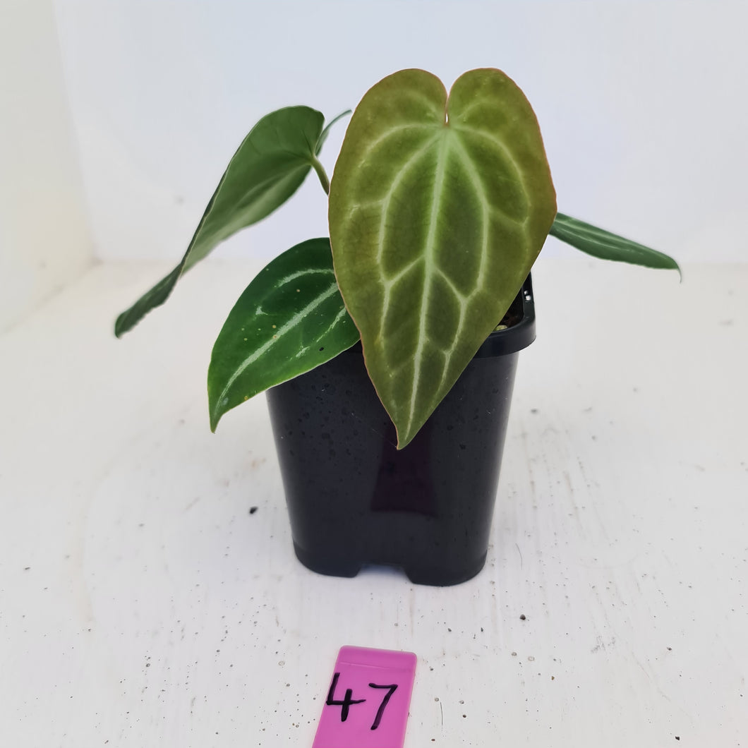 #47 Anthurium Magnificum Hybrid x - Seedling