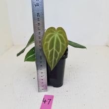 Load image into Gallery viewer, #47 Anthurium Magnificum Hybrid x - Seedling