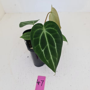 #47 Anthurium Magnificum Hybrid x - Seedling