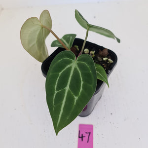 #47 Anthurium Magnificum Hybrid x - Seedling
