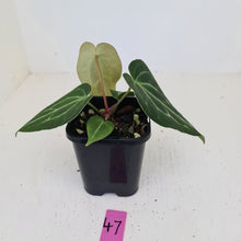 Load image into Gallery viewer, #47 Anthurium Magnificum Hybrid x - Seedling