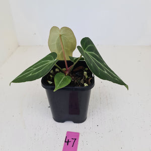 #47 Anthurium Magnificum Hybrid x - Seedling
