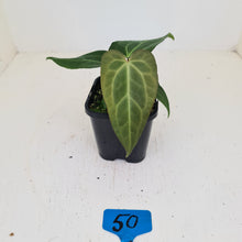 Load image into Gallery viewer, #50 Anthurium Magnificum Hybrid x - Seedling