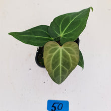 Load image into Gallery viewer, #50 Anthurium Magnificum Hybrid x - Seedling