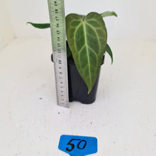 Load image into Gallery viewer, #50 Anthurium Magnificum Hybrid x - Seedling