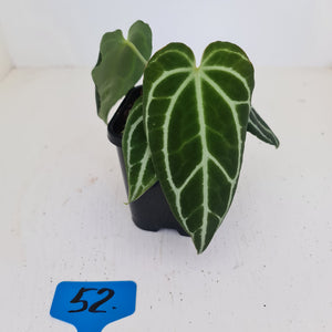 #52 Anthurium Crystallinum Hybrid