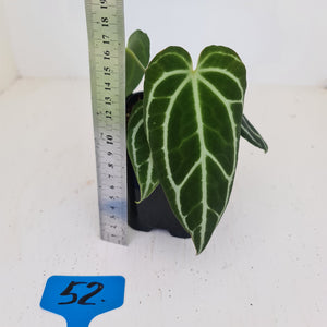 #52 Anthurium Crystallinum Hybrid