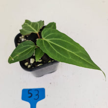 Load image into Gallery viewer, #53 Anthurium Magnificum Hybrid x - Seedling