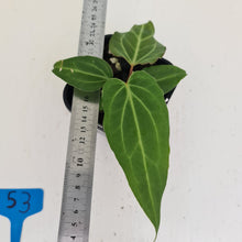 Load image into Gallery viewer, #53 Anthurium Magnificum Hybrid x - Seedling