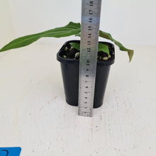 Load image into Gallery viewer, #53 Anthurium Magnificum Hybrid x - Seedling