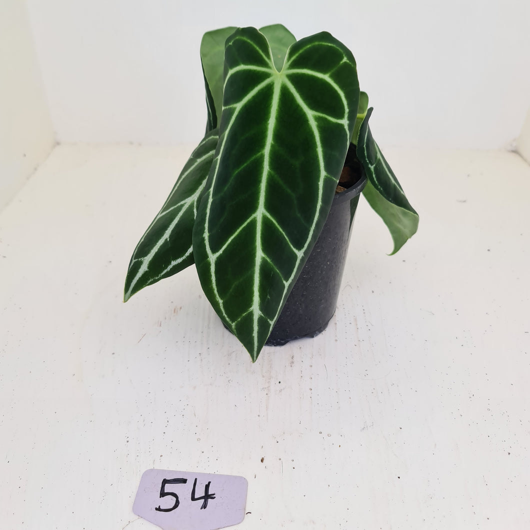 #54 Anthurium Crystallinum Hybrid