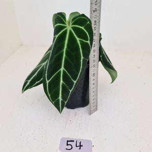 #54 Anthurium Crystallinum Hybrid