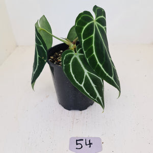 #54 Anthurium Crystallinum Hybrid