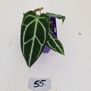 #55 Anthurium Crystallinum Hybrid