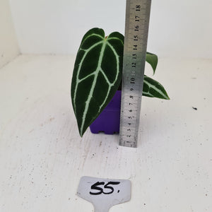 #55 Anthurium Crystallinum Hybrid