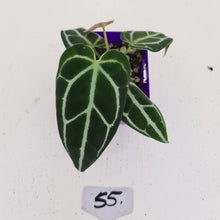 Load image into Gallery viewer, #55 Anthurium Crystallinum Hybrid